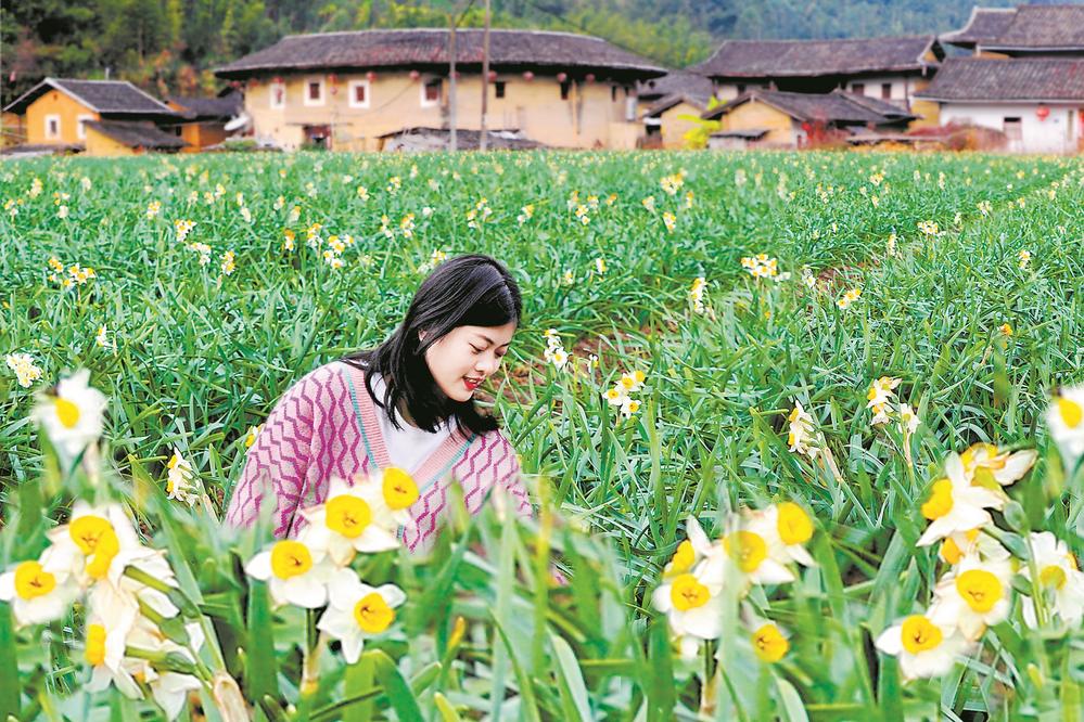 南靖：標準化栽培提升水仙花產業競爭力