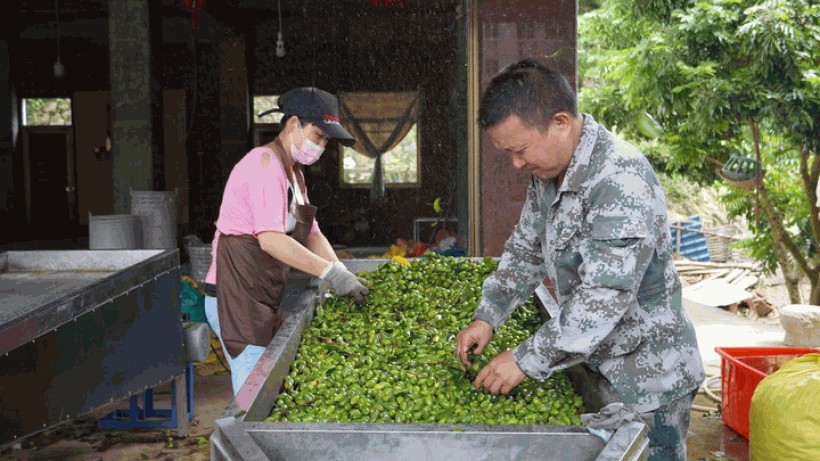 福建闽清：一颗青果的“甜”滋味