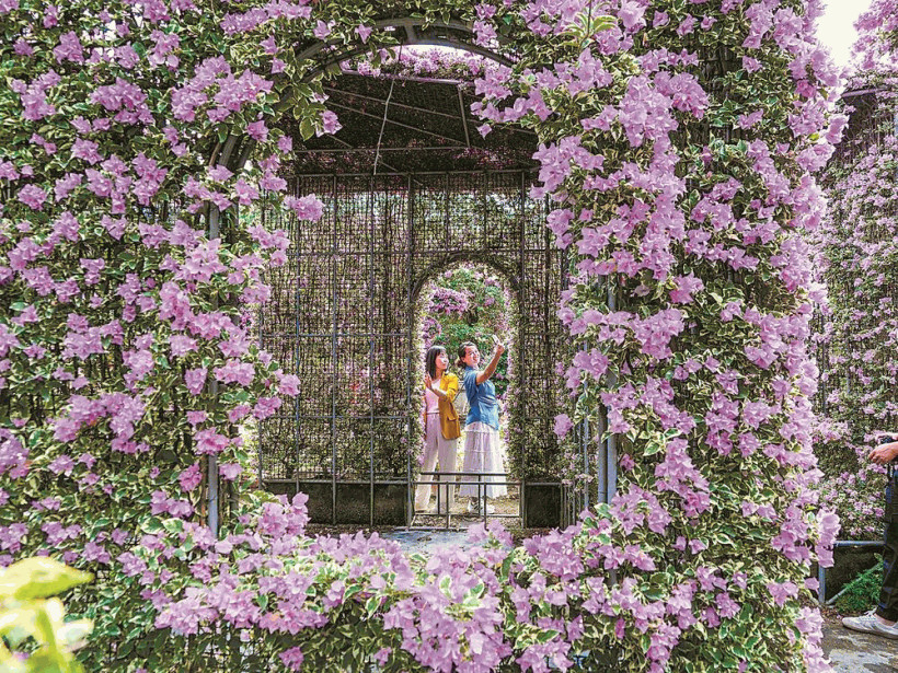 漳州三角梅迎来盛花期