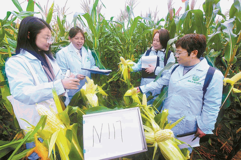 福建省鲜食玉米种业创新结硕果