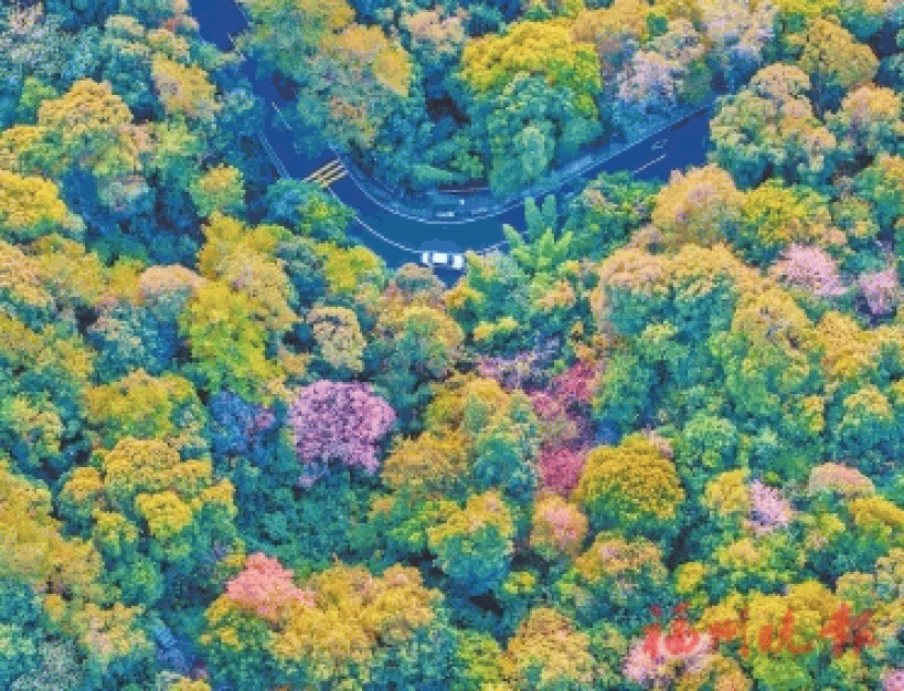 鼓岭缤纷赏叶季 观景乐游正当时