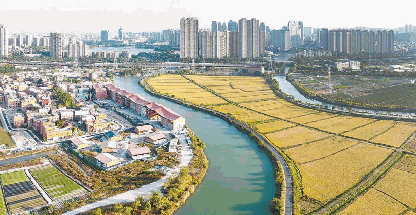 晋江市九十九溪约1800亩晚稻迎来收割