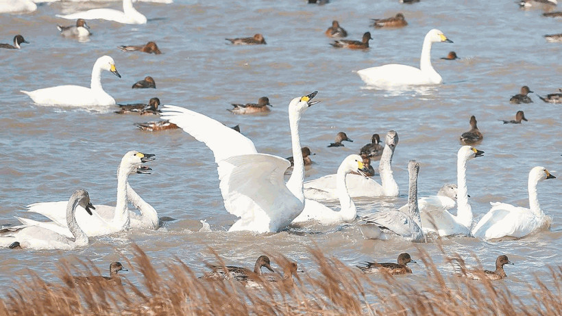 闽江河口国家湿地公园现“鸟浪”景观